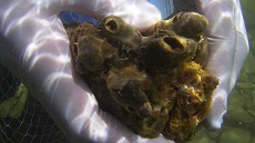 Sea sponge