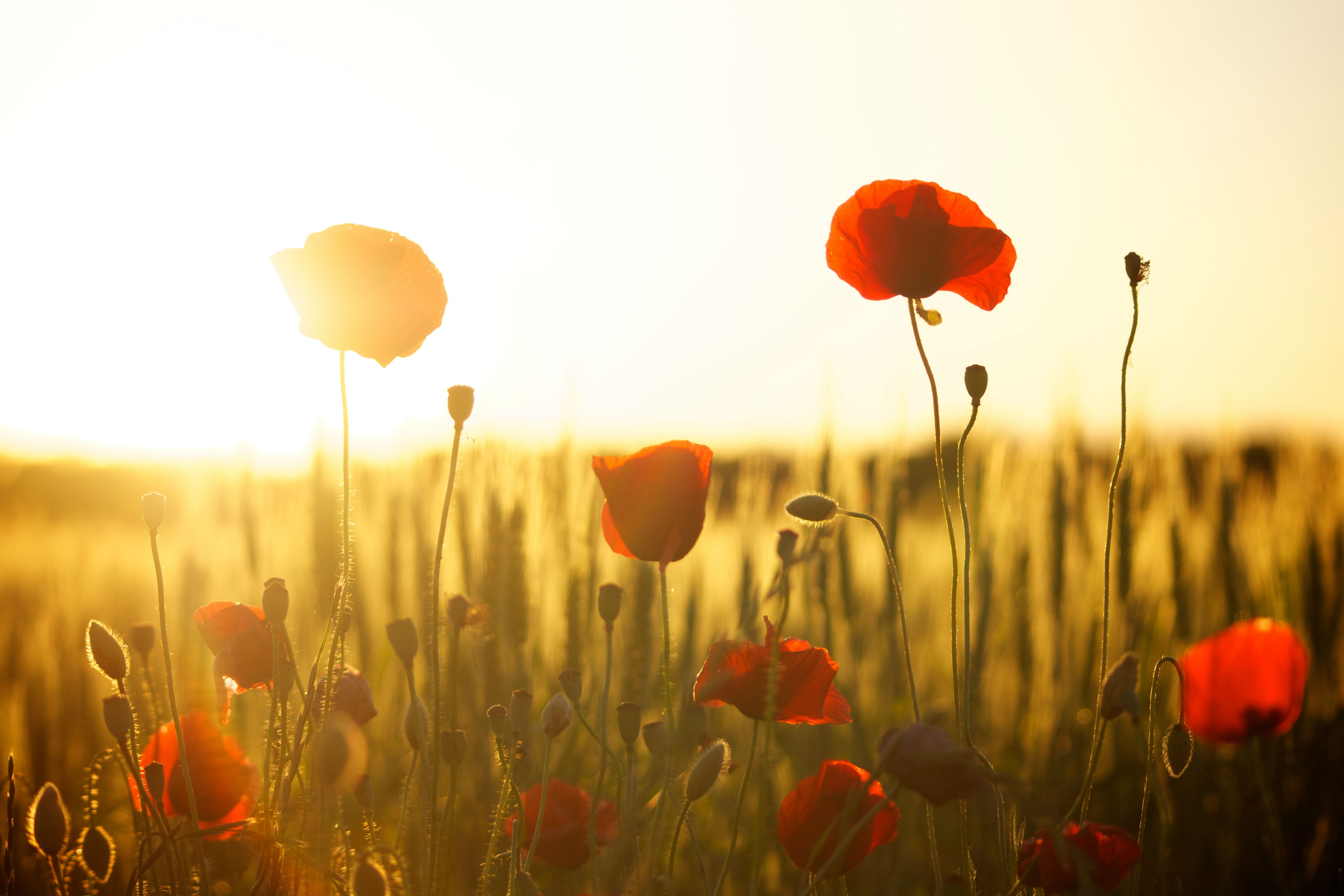A field of red poppy flowers with a background of sunlight.