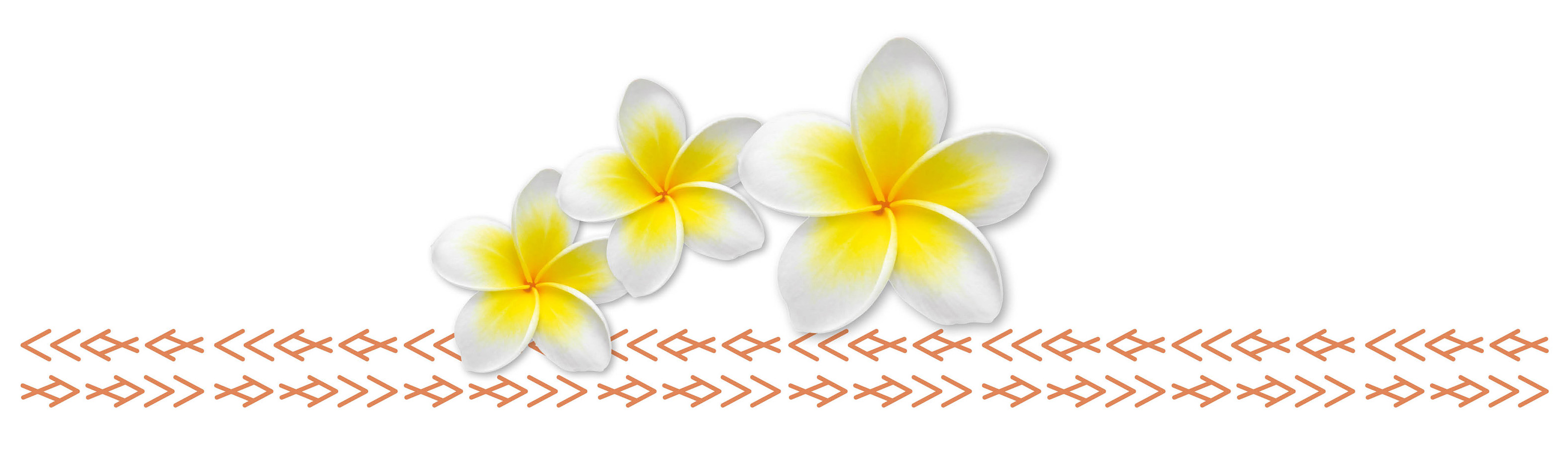 Frangiapani Flowers and Pattern