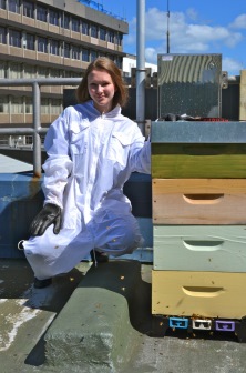 Beehive