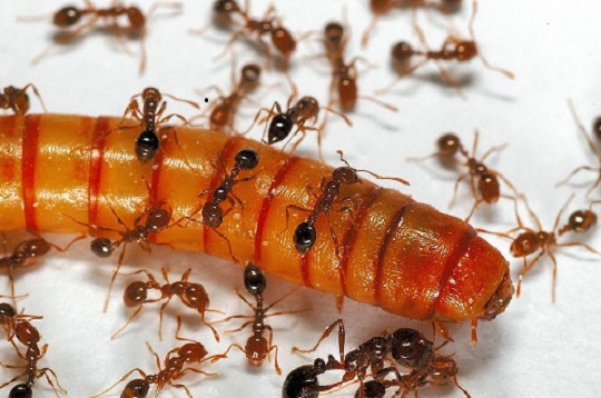fire ants