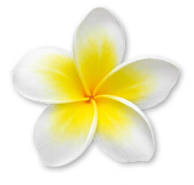 Frangiapani Flower One
