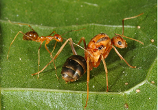 The Yellow Crazy Ant
