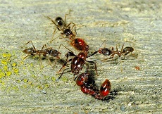 Argentine Ants