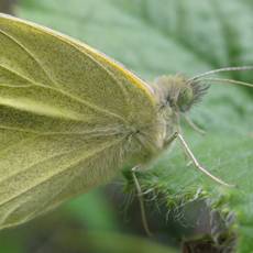 Pieris rapae (small white butterfly) Pieris rapae