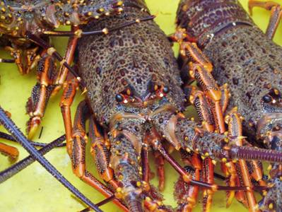Rock lobster