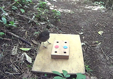 A robin participates in one of Dr Shaw's colour tests
