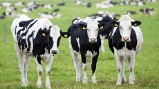 Three dairy cows grazing in paddock
