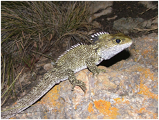 tuatara