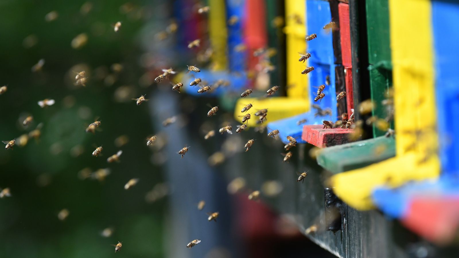 Flying bees and hive Many bees fly around a row of colourful hives