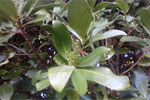 Close up of Karaka on one of the many trees on Karaka Bay Road. Found and photographed by student Scott Pointon.