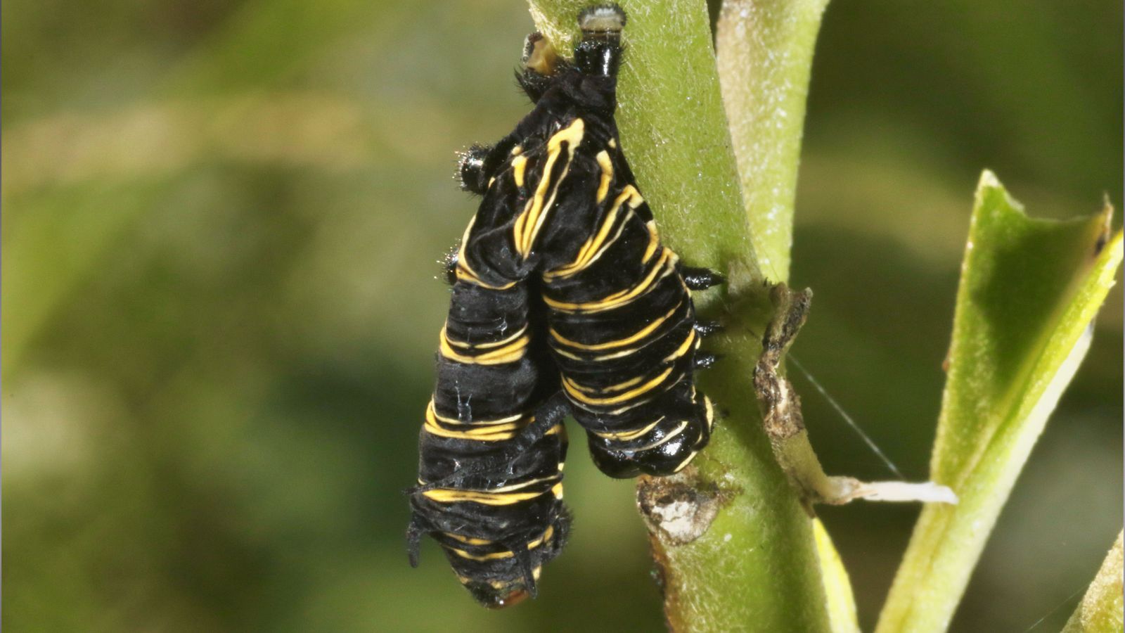 An caterpillar infected with Nuclear Polyhedrosis Virus