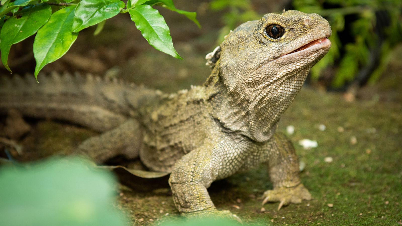 Spike the Tuatara. Image copyright Victoria University of Wellington.